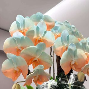 Hoa lan hồ điệp xanh cam