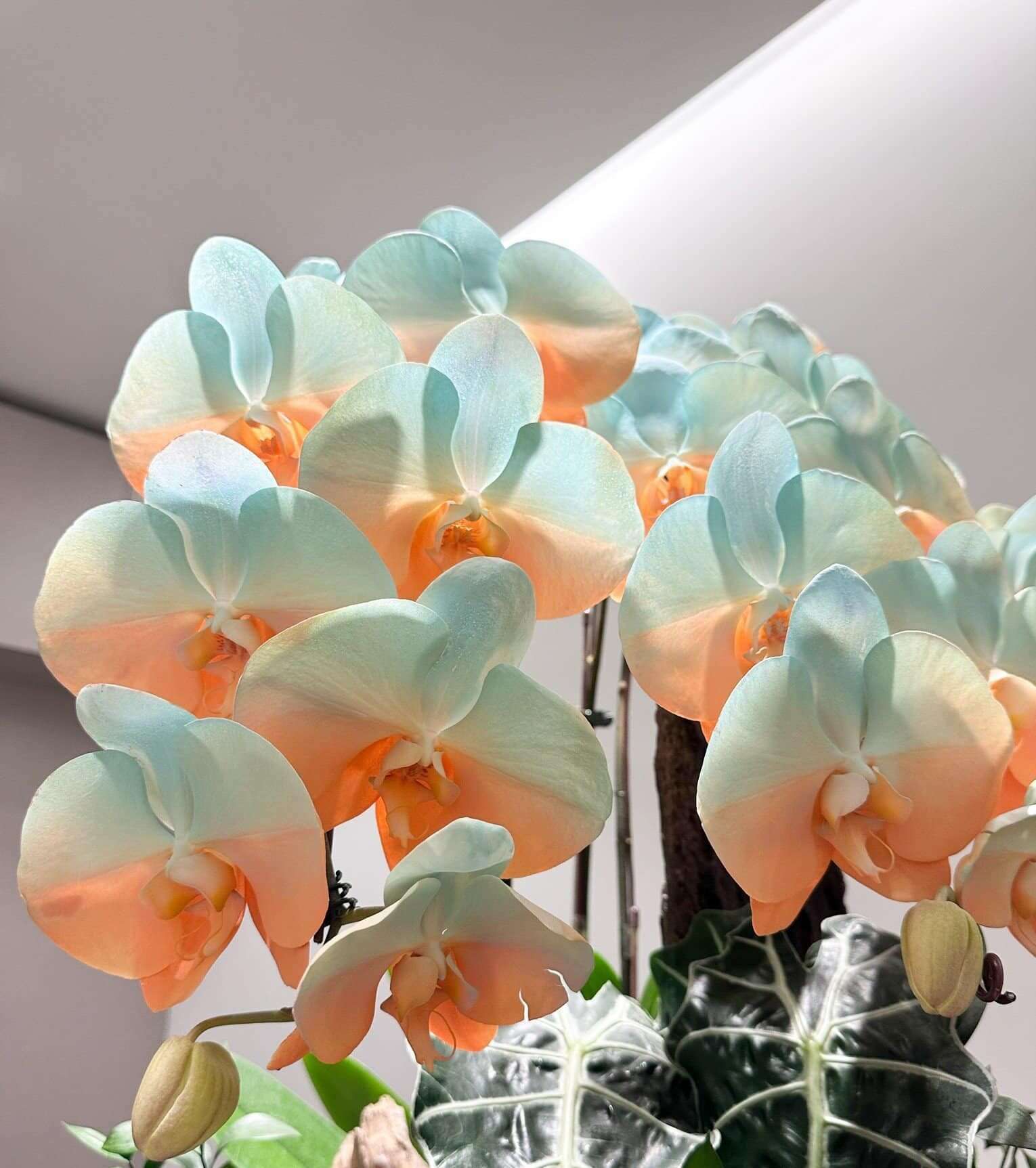 Hoa lan hồ điệp xanh cam