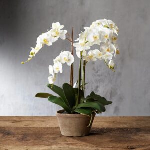 Chậu lan hồ điệp trắng